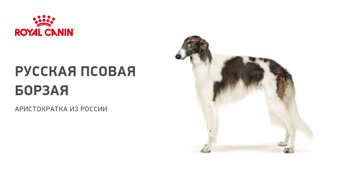 Русская борзая: история породы собак и воспитание щенков русской борзой