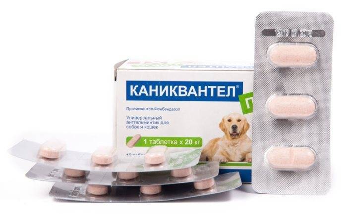 «каниквантел»: как принимать для собак и кошек