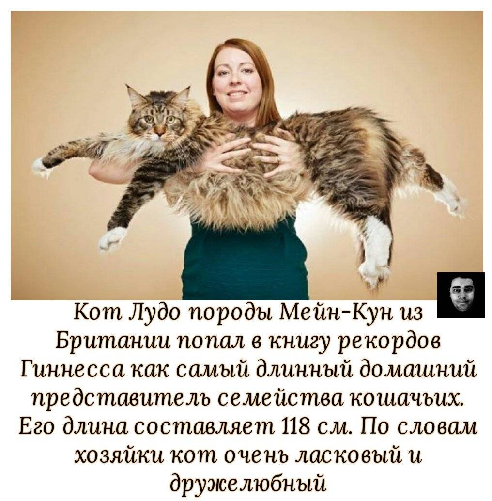 Мировые рекорды кошек