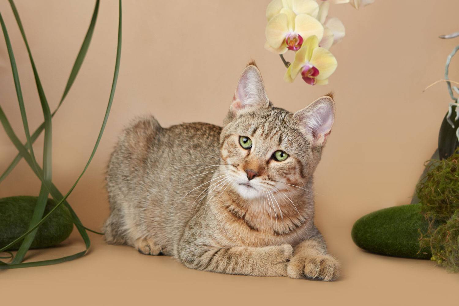 Пиксибоб — порода кошек с удивительными особенностями. уход и фото