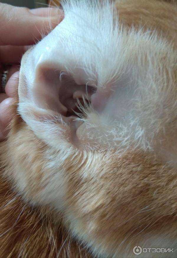 Болезни ушей у кошек: симптомы, лечение и профилактика