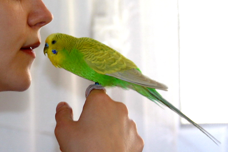 Как научит волнистого попугая разговаривать: 7 шагов
