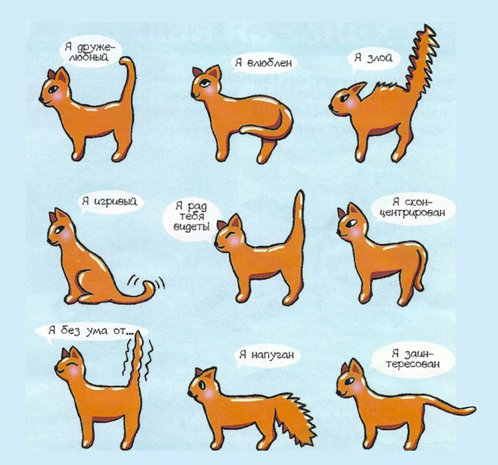 Основные способы приручения кошки к рукам и ласке, варианты с разными породами