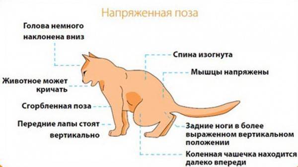 Опасность мочекаменной болезни у котов