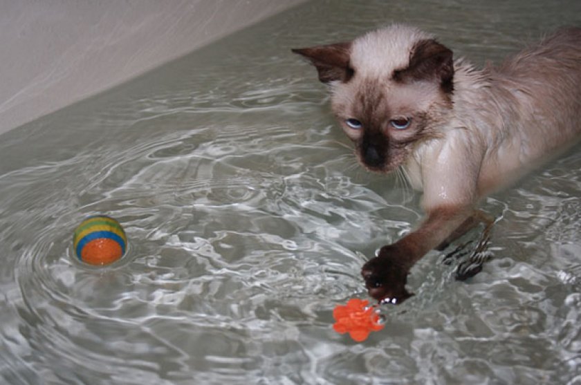 Почему кошки боятся воды: как научить купаться, особенности образа жизни кошек и основные причины страха воды (90 фото)