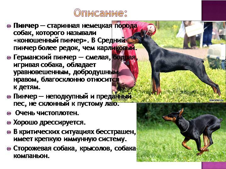 ᐉ описание породы карликовый пинчер или цвергпинчер - ➡ motildazoo.ru