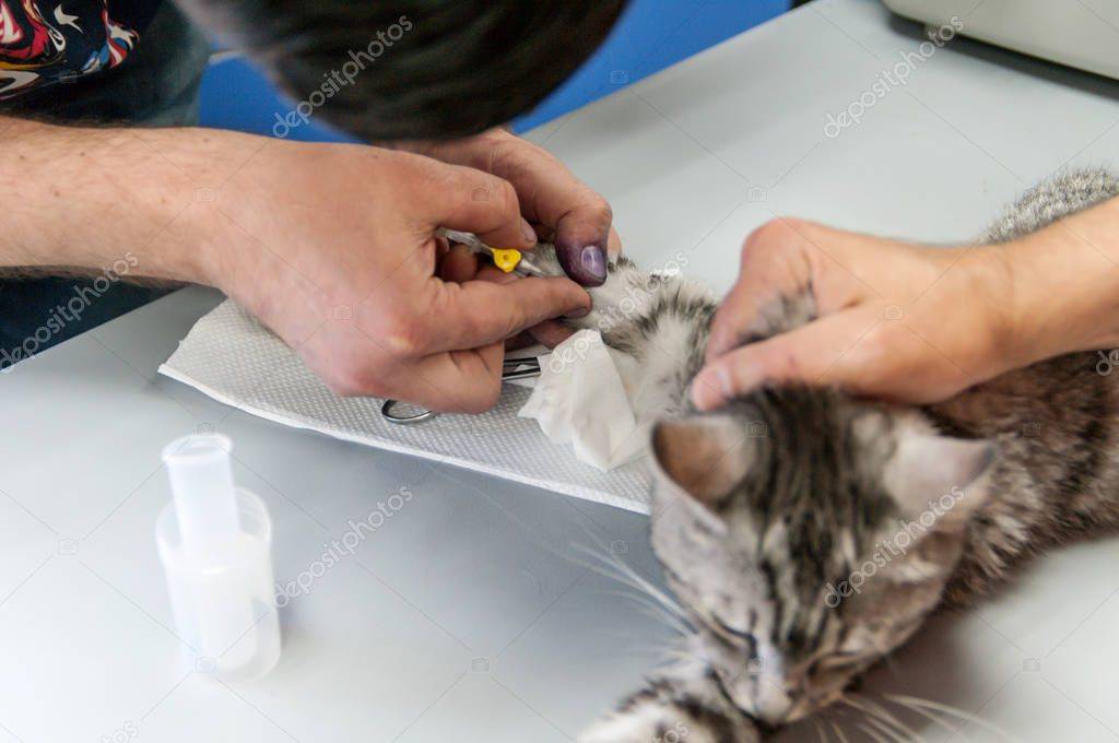 Обязательно ли брить кошку перед узи