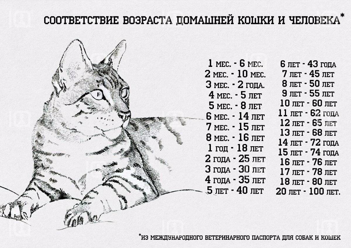 Как определить возраст кошки по зубам, весу, шерсти, глазам - zoosecrets