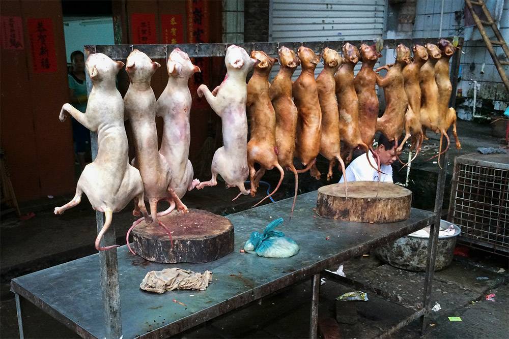 Собачье мясо в китае - китайская кухня - статьи - китайский язык онлайн studychinese.ru