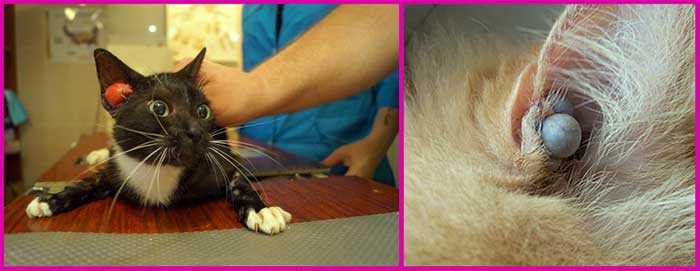 Кот трясет головой и чешет уши: возможные причины. как чистить уши кошке в домашних условиях
