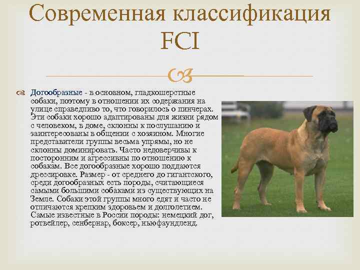 Левретка описание породы: итальянская собака, малая борзая, фото, уход и содержание, стоимость
