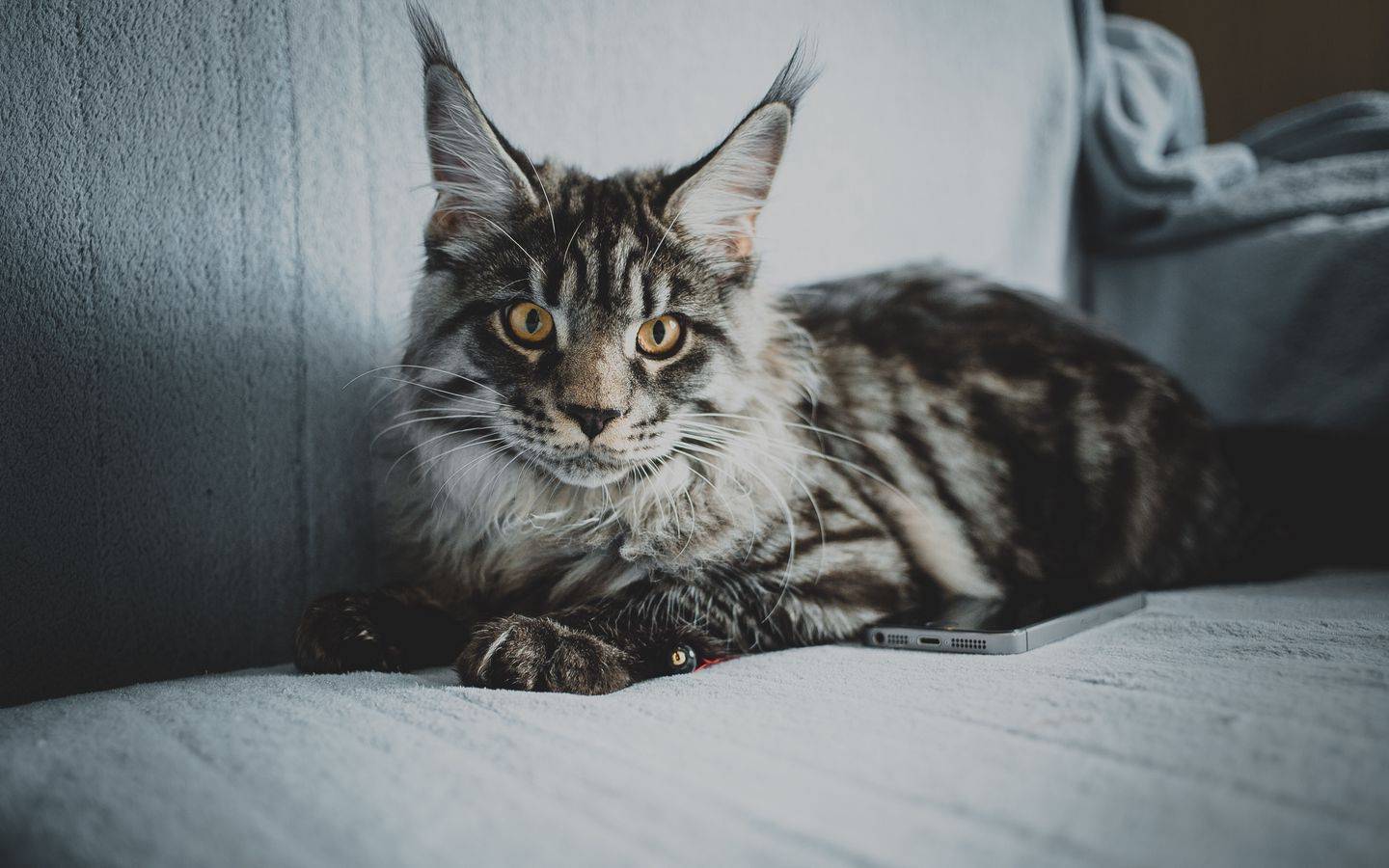 Топ-10 самых умных пород кошек: интересные факты и фото питомцев