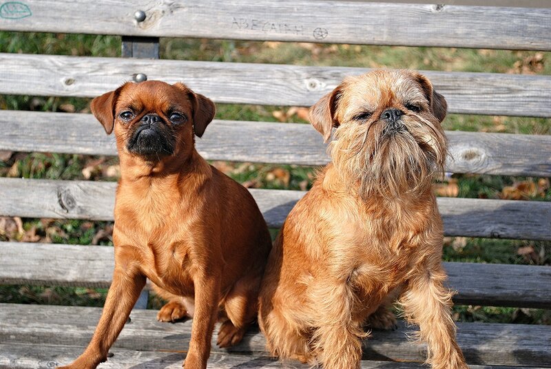 ᐉ гладкошерстные, брюссельские и бельгийские гриффоны: фото собак данной породы, описание грифонов - zoovet24.ru