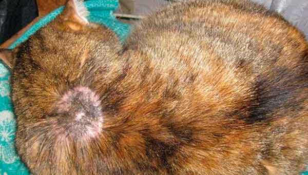 Стригущий лишай кошек: диагноз, лечение, симптомы, как выглядит | 
ветеринарная служба владимирской области