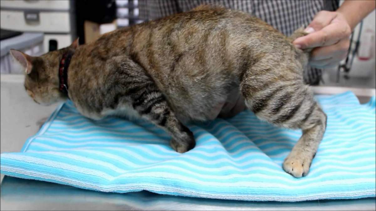 Вздутый живот у котенка: что делать, причины, симптомы