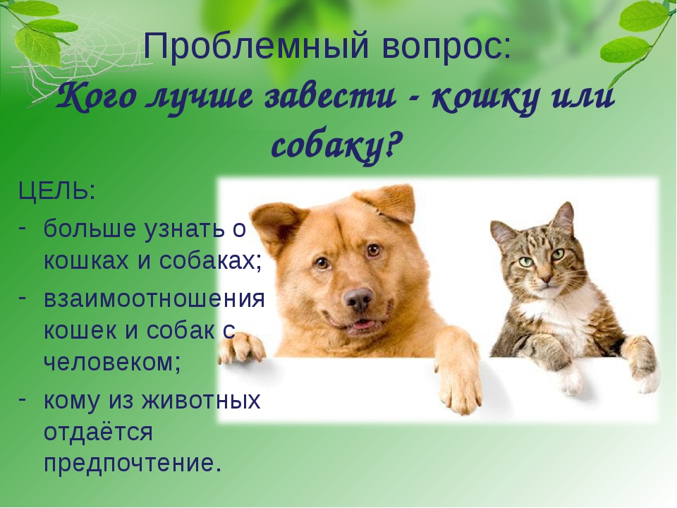 Кого лучше завести: кошку или собаку? | hill's pet