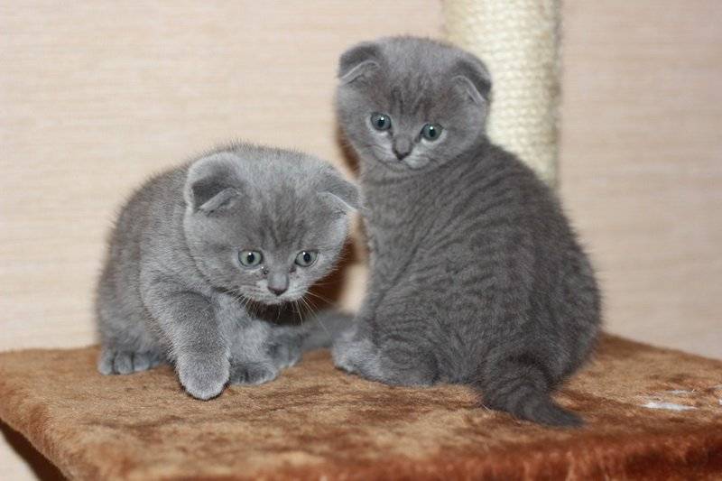 Чем кормить шотландскую прямоухую кошку? корм для шотландских прямоухих котят в 2 месяца, особенности смешанного питания. как правильно кормить беременных кошек и кастрированных котов?