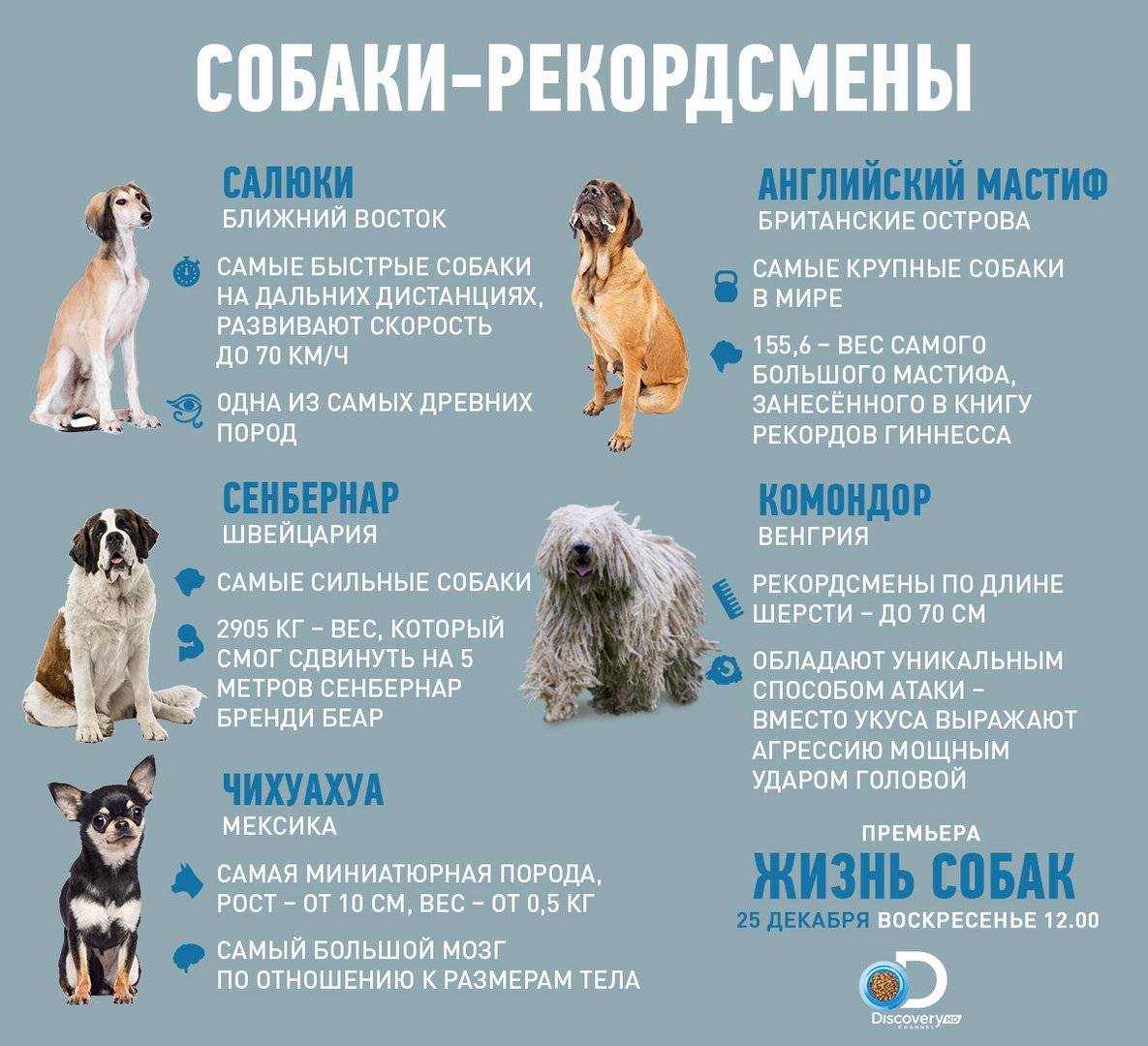 Сколько живут собаки | животный мир