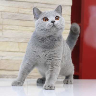 Британские котята, кошки и коты :: питомник softcat
