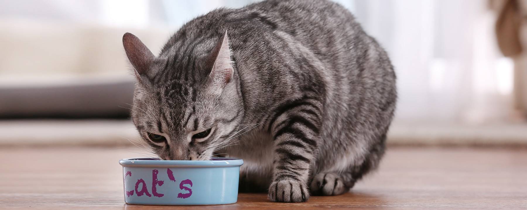 5 способов, как отучить кота или кошку от корма и приучить к домашней еде: как приучить к нормальной еде