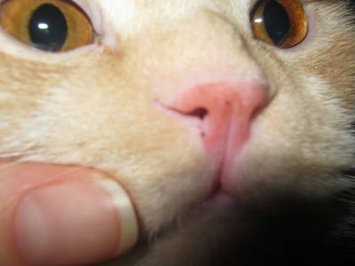 Какой должен быть нос у здоровых кошек, котов и котят и что делать, если он сухой, тёплый или горячий