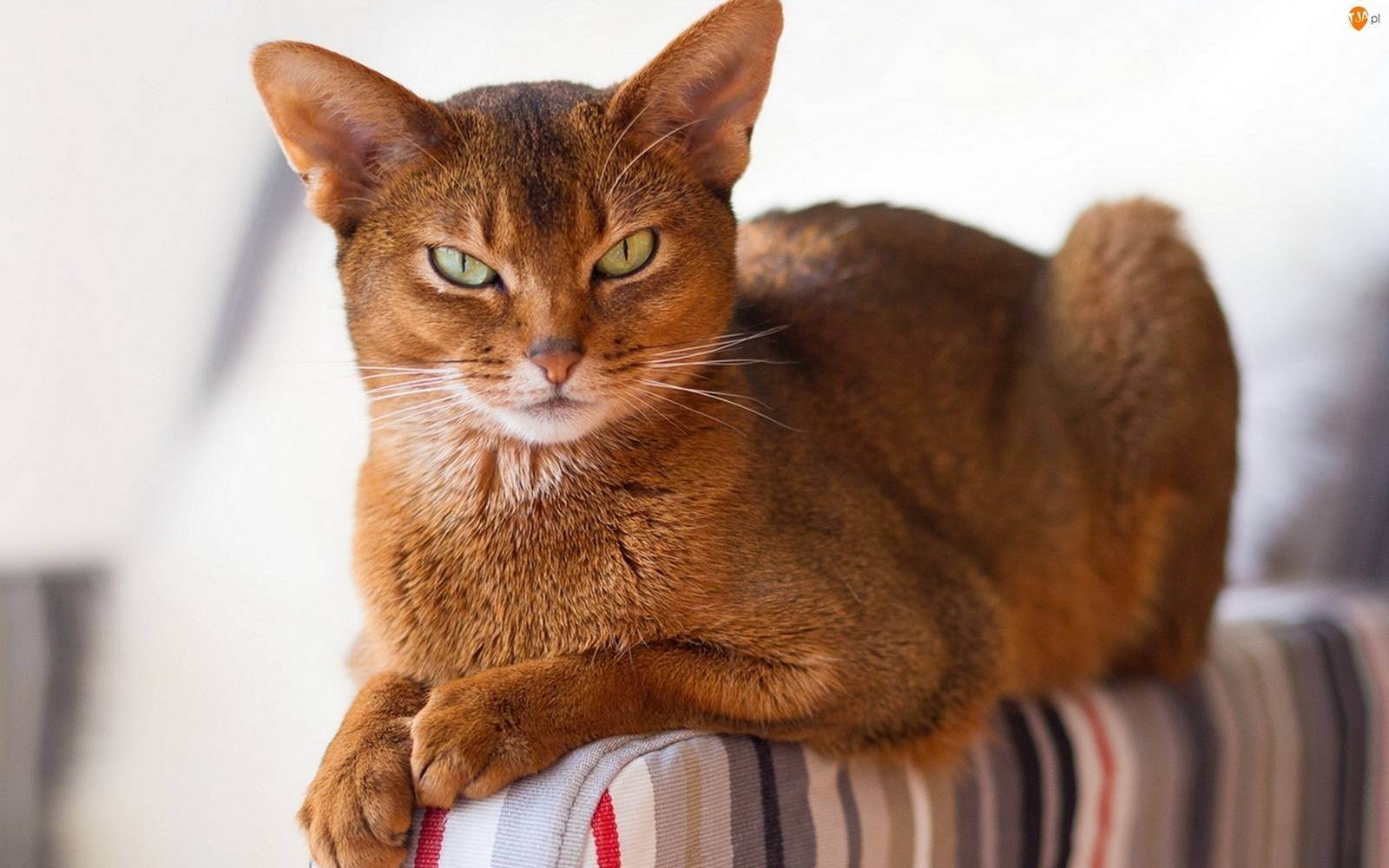Самые милые котята (46 фото): список самых милых в мире пород кошек. как выбрать кота?