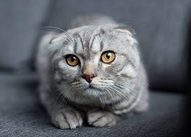 Чем отличается шотландская кошка от британской: основные отличия по внешности и характеру