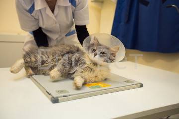 Рентген легких кошки: как делают, как готовиться к исследованию