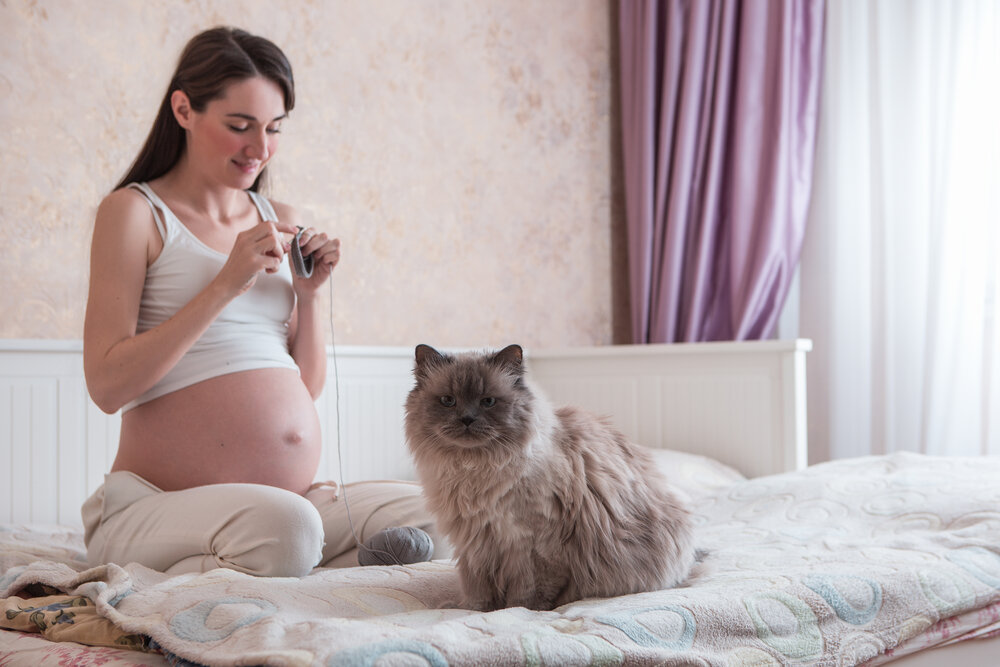 Токсоплазмоз во время беременности: мифы и реальная угроза