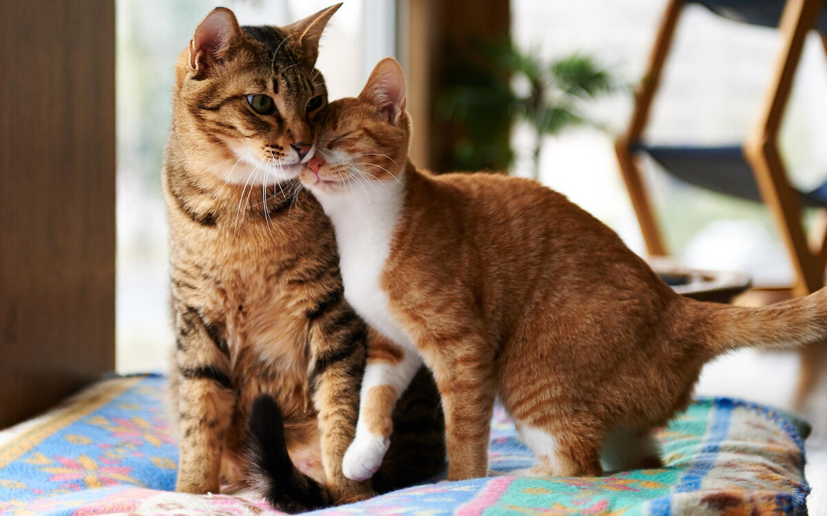 Две кошки в одной квартире, как подружить двух кошек, плюсы и минусы
