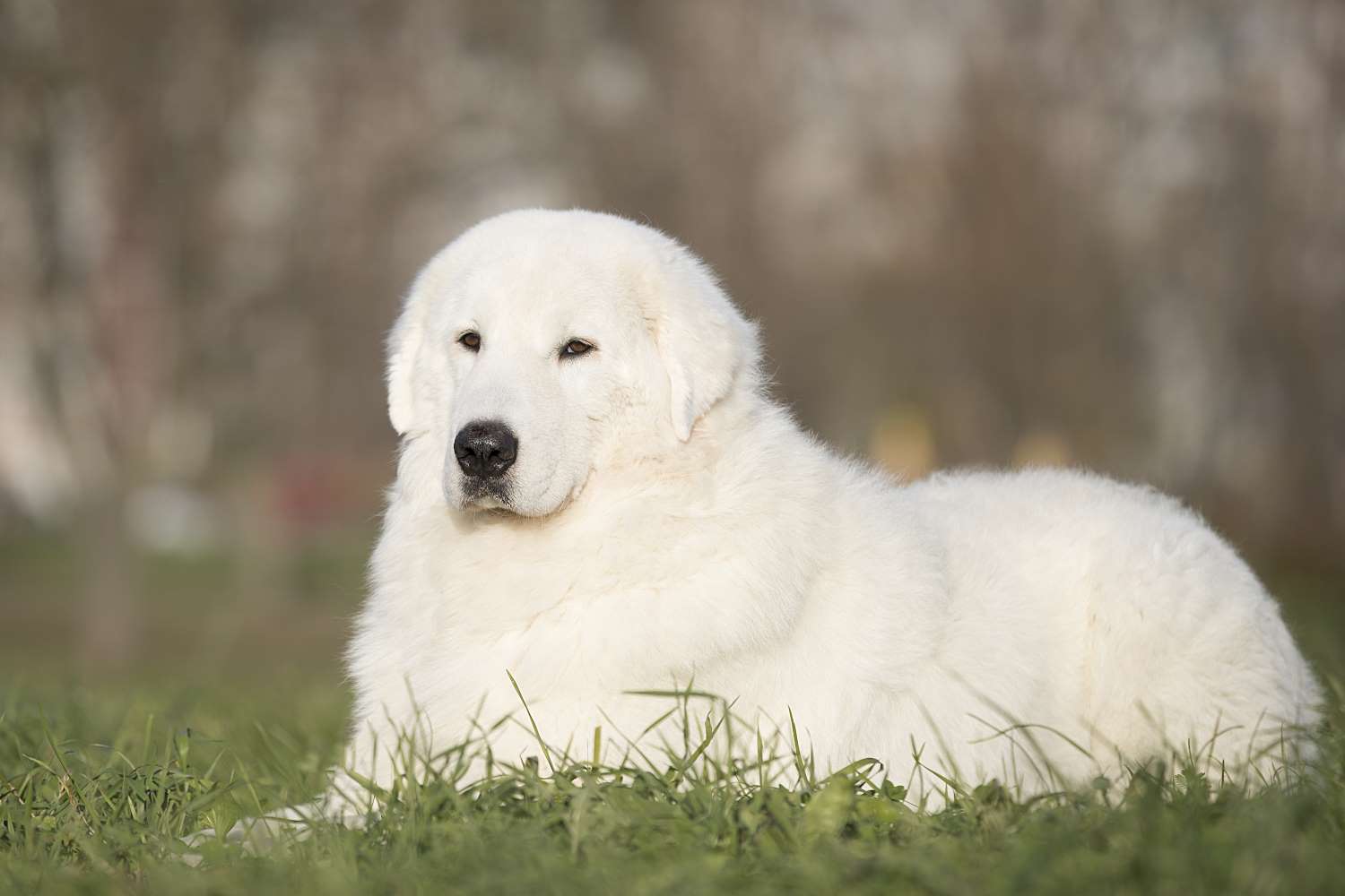 Маремма-абруццкая овчарка: все о собаке, фото, описание породы, характер, цена