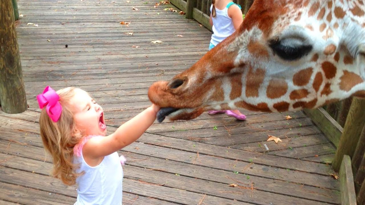 Забавные животные и дети в зоопарке
