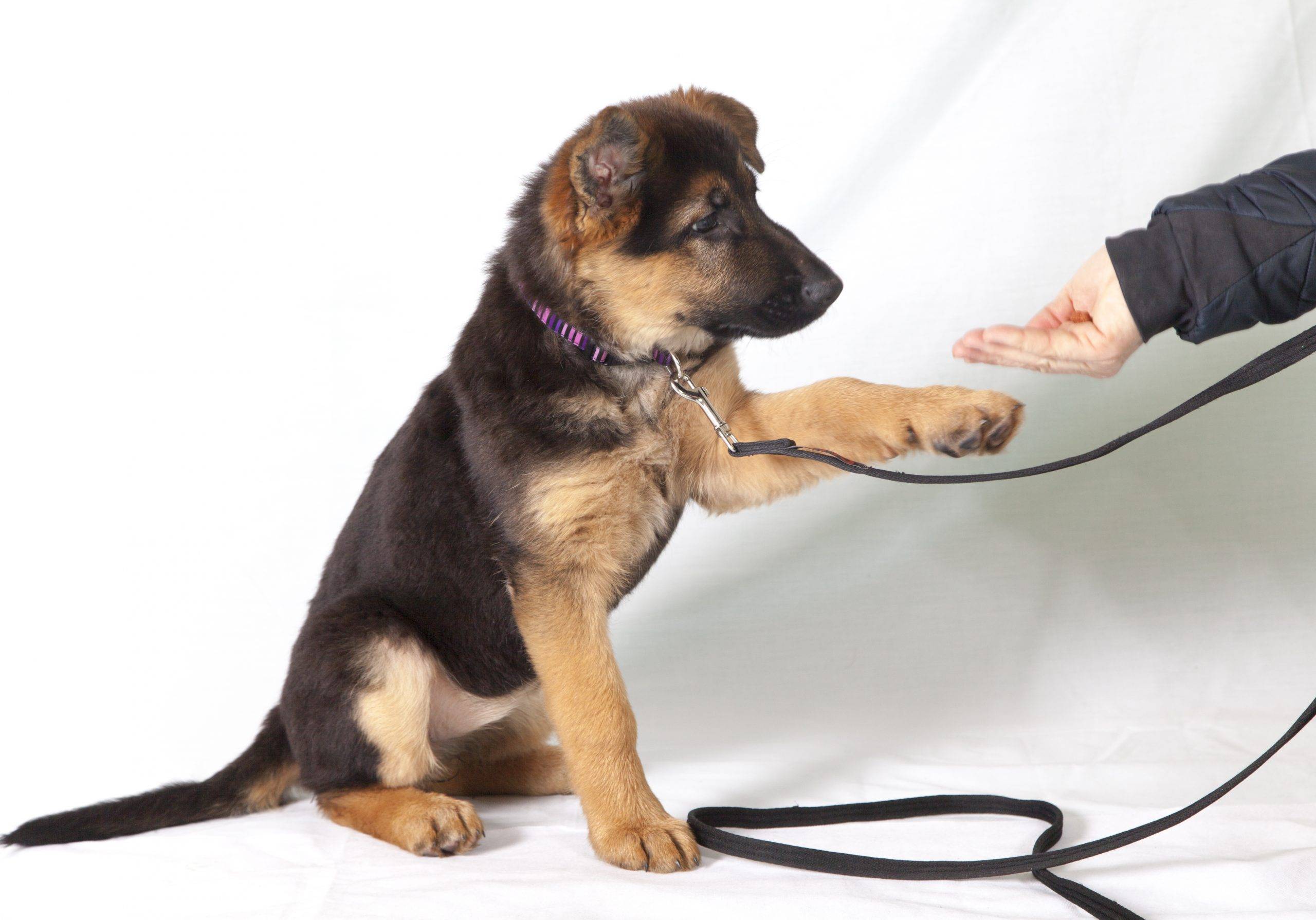 Как научить собаку команде "рядом!": советы кинологов