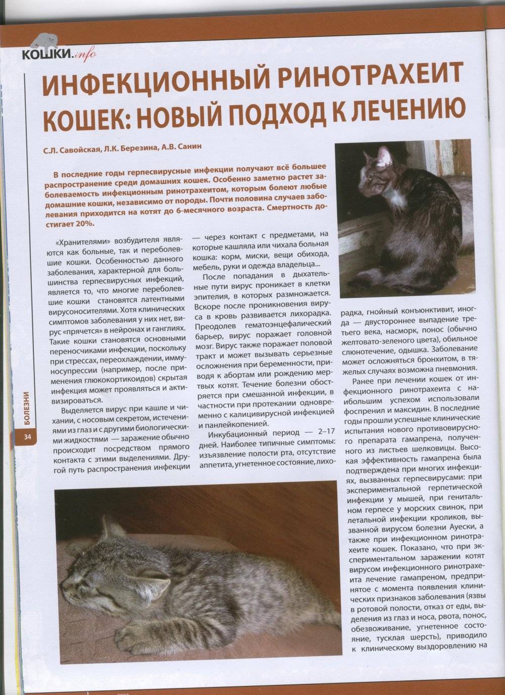 Лечение ринотрахеита у кошек в домашних условиях | портал о народной медицине