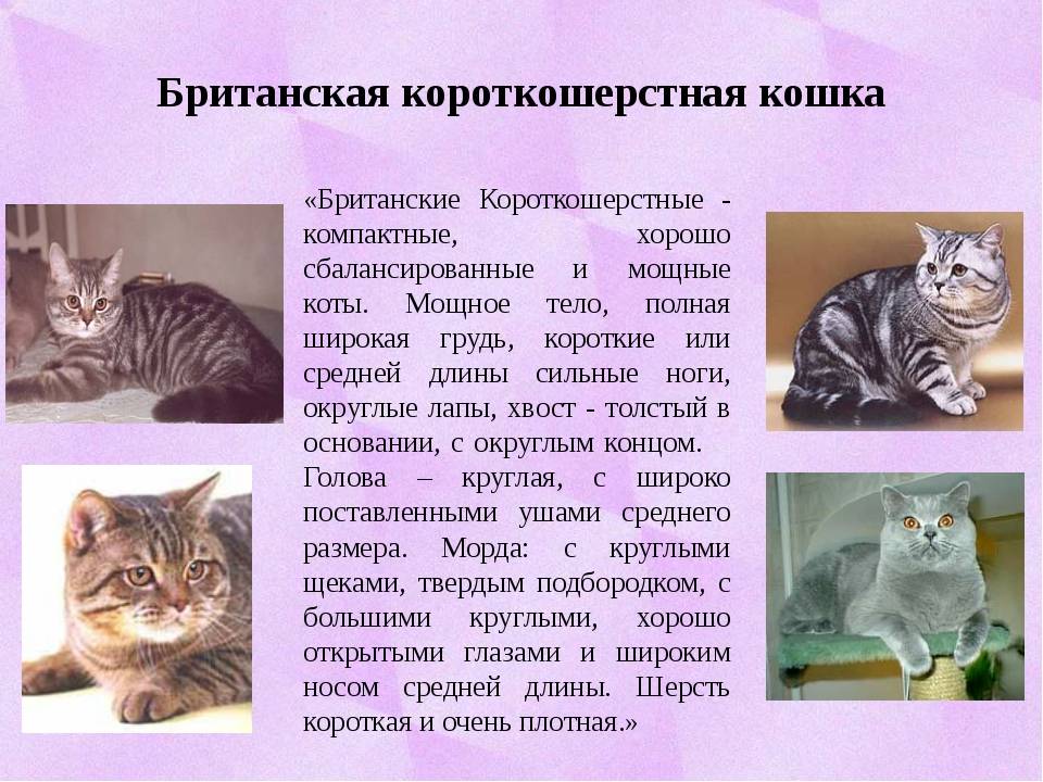 Короткошерстные кошки: породы с фото и описанием
короткошерстные кошки: породы с фото и описанием