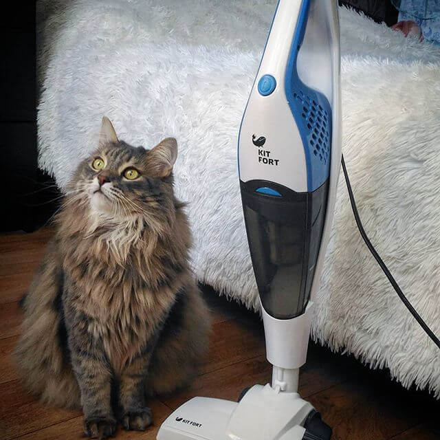 Почему кошка боится пылесоса