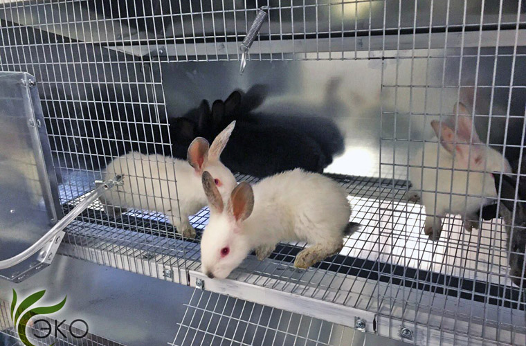Разведение и содержание кроликов в домашних условиях