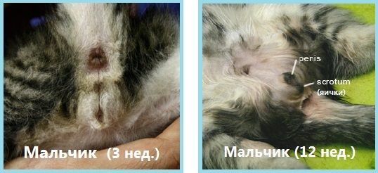 ᐉ как узнать кот или кошка у котят, котик или кошечка как определить - zoomanji.ru