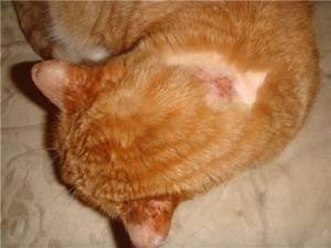 Лишай у кошек: симптомы начальной стадии и лечение