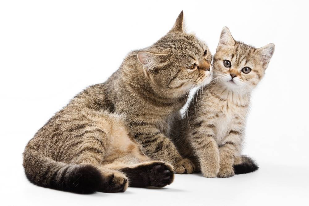 Как подружить двух кошек или котов между собой | hill's pet
