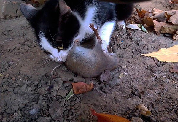 Может ли кот съесть отравленную мышку
