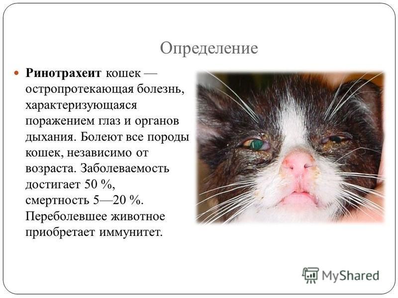 Поствакцинальная саркома у кошек: причины, лечение, профилактика
