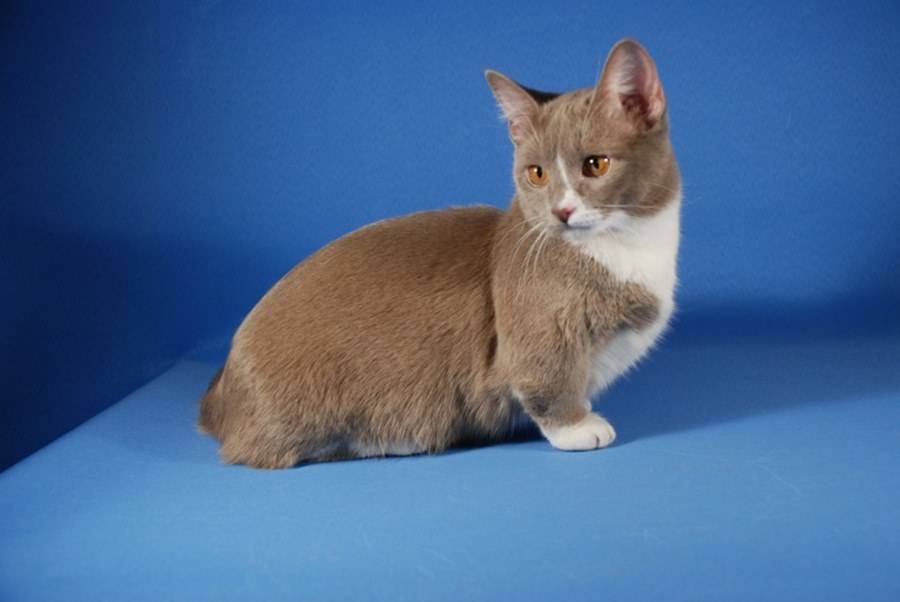 Порода кошек манчкин: особенности поведения, ухода и питания за питомцем
