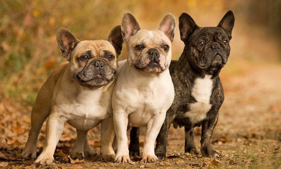 Французский бульдог: всё, что нужно знать об этой породе собак от а до я