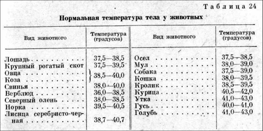 Какая температура тела считается нормальной у собак