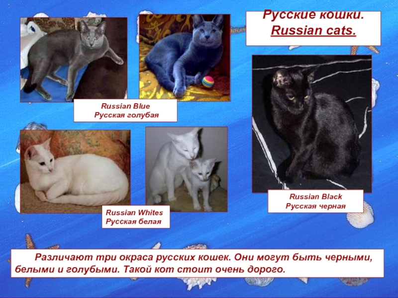 Русская голубая кошка: фото, описание, характер, цена кошки, отзывы ✔