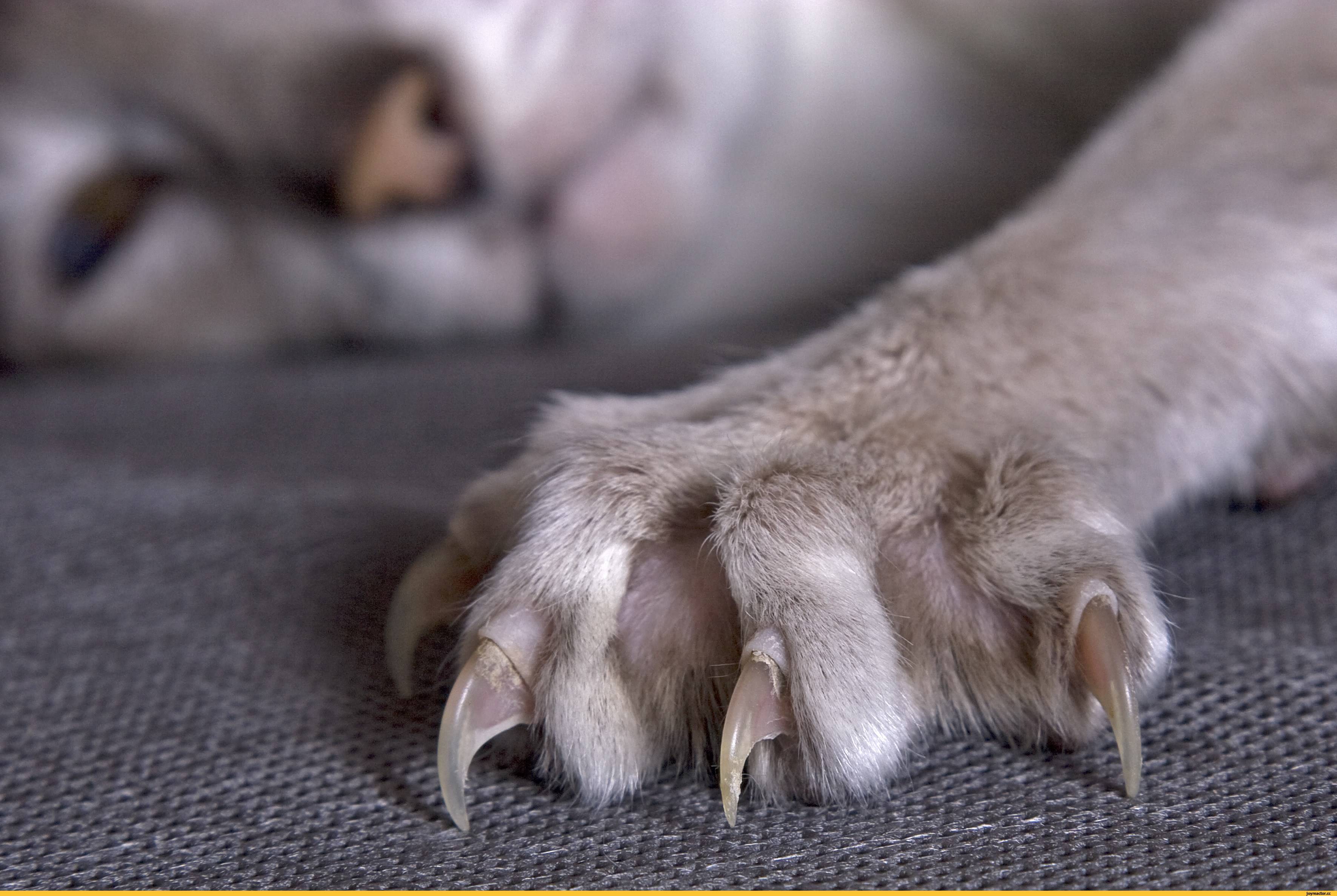 Сколько у кошек пальцев – нормальное строение лап и возможные мутации