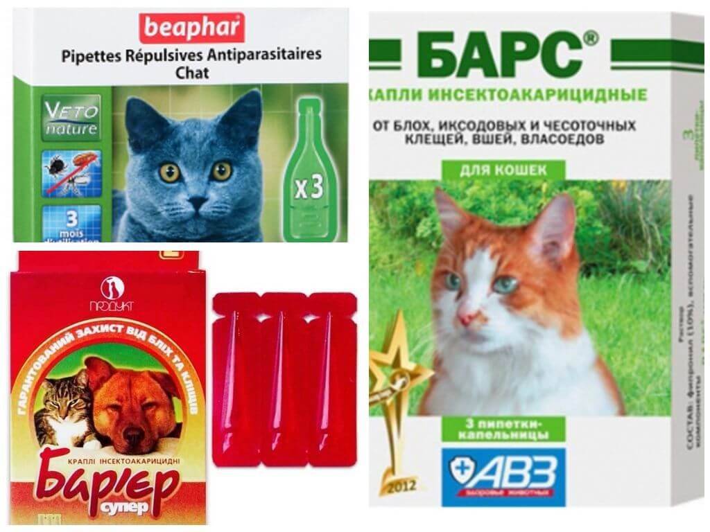 Как вывести блох у кошки в домашних условиях