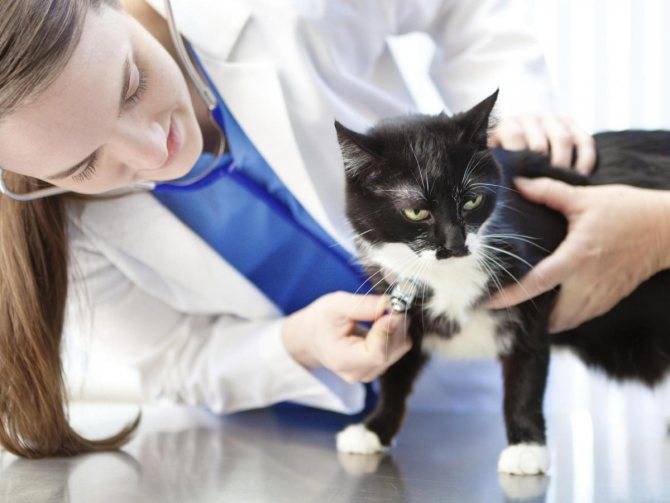 Аскариды у кошек: симптомы и лечение