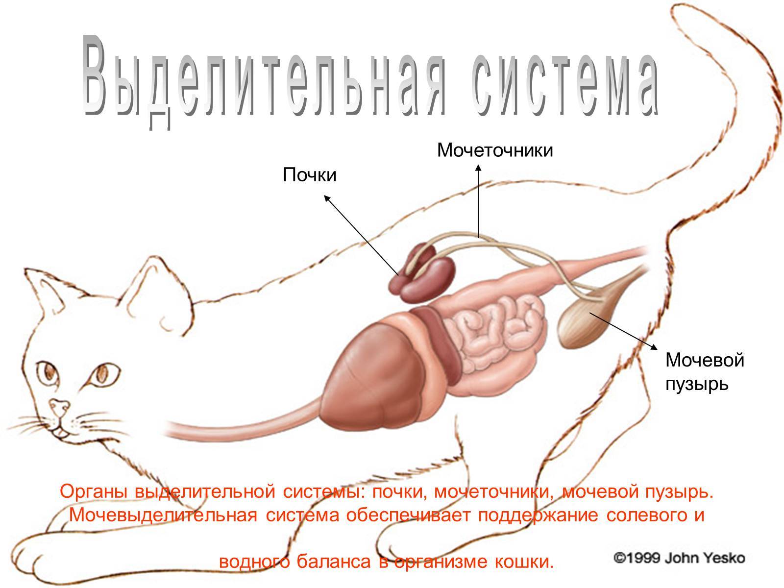 Подагра